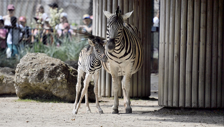 Zebra Fohlen geboren