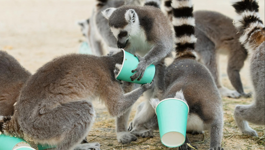 Indoor-Spaß für Kattas, Giraffen & Co.