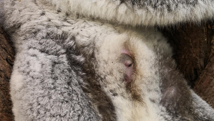 Tierpflegerin gelang Schnappschuss von Koala-Jungtier