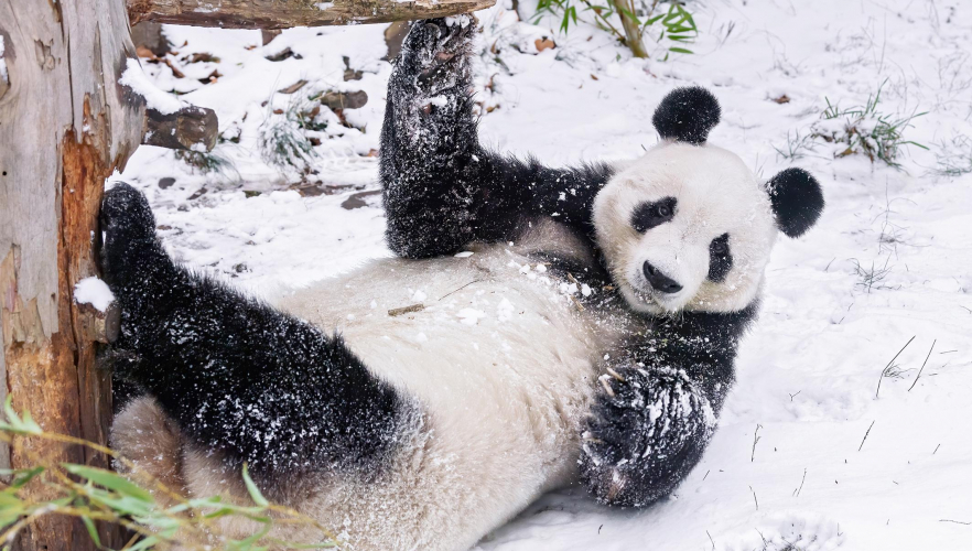 Schneespaß im Tiergarten, Gefährdung in der Wildbahn