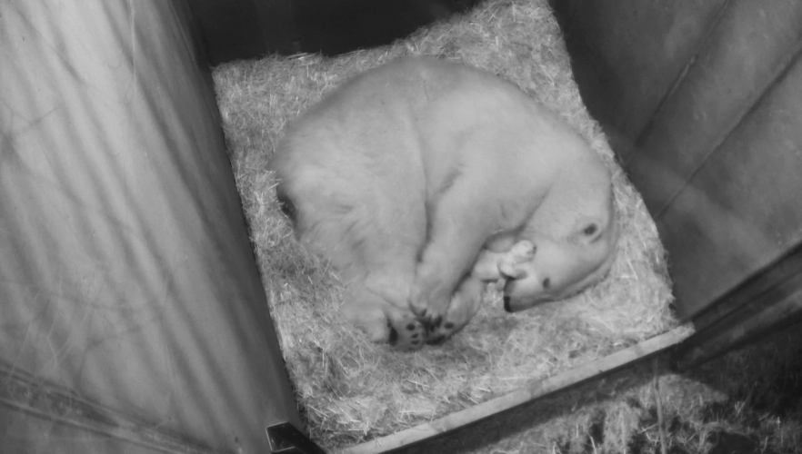 Eisbären-Jungtier ist einen Monat alt 