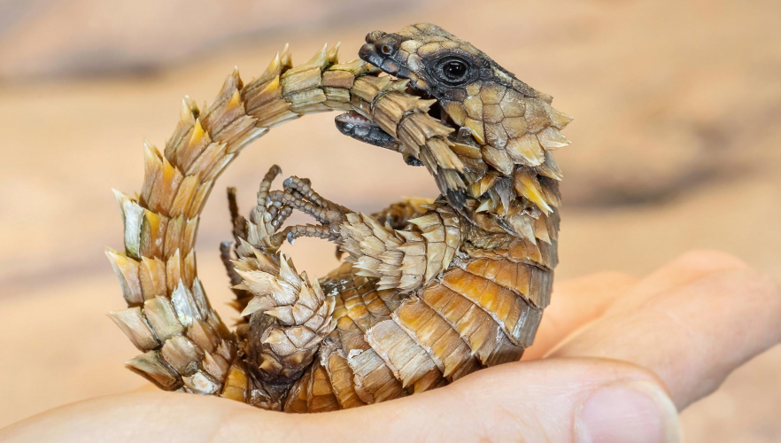 Herr der Ringe: Nachwuchs bei Mini-Drachen