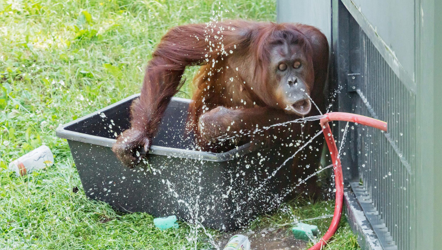 Hitzetipps der Orang-Utans im Tiergarten Schönbrunn