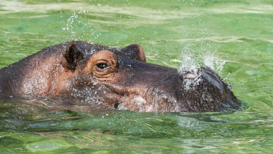 Flusspferde bekommen neues Badebecken