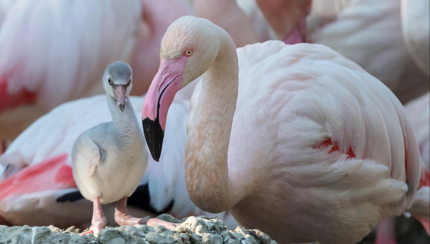 Flauschiger Flamingo-Nachwuchs in Schönbrunn