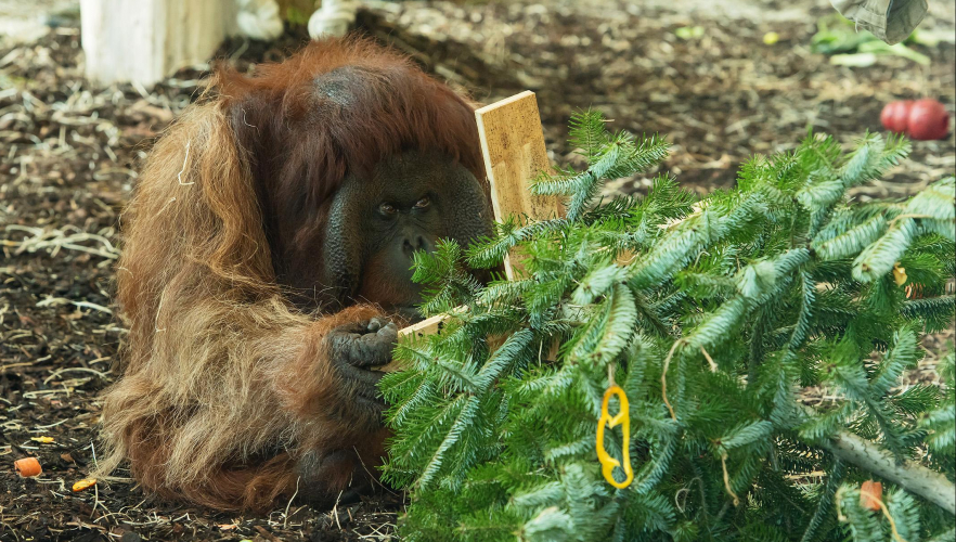 Vorweihnachtliche Überraschung für Orang-Utans
