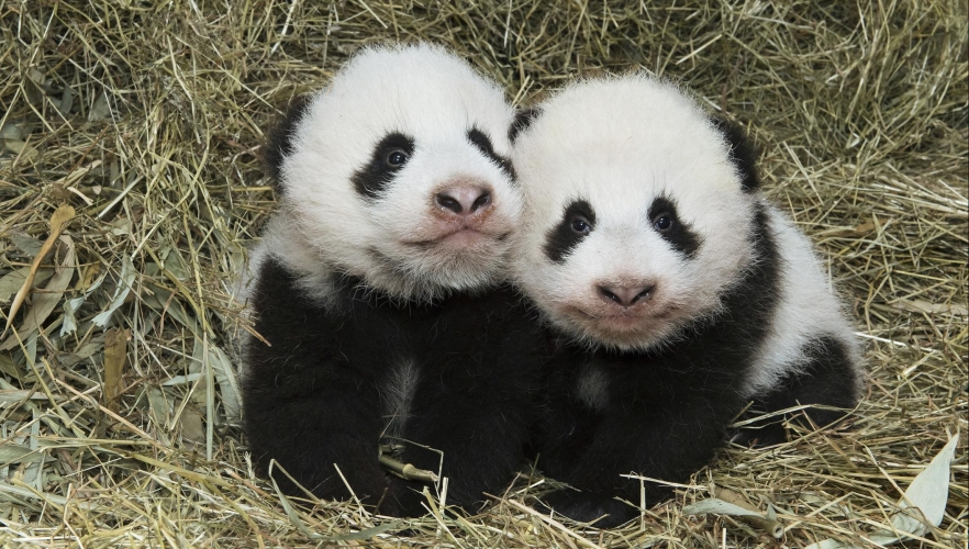 Pandazwillinge sind getauft!