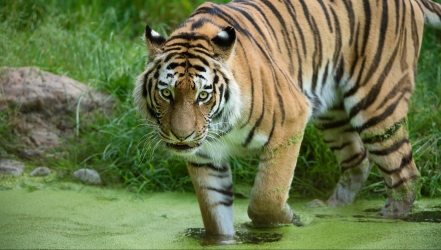 Zoo Schönbrunn Nummer 5 der Welt!