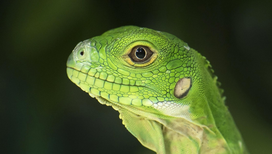 Sensationelle Leguan-Nachzucht