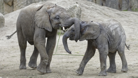 Elefant Iqhwa feiert 2. Geburtstag