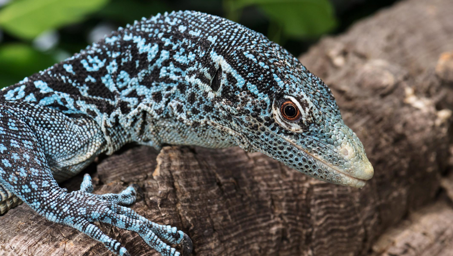 Neu: Blauer „Drache“ im Tiergarten Schönbrunn