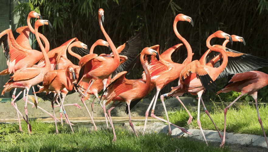 Die Vogelgrippe ist überstanden!
