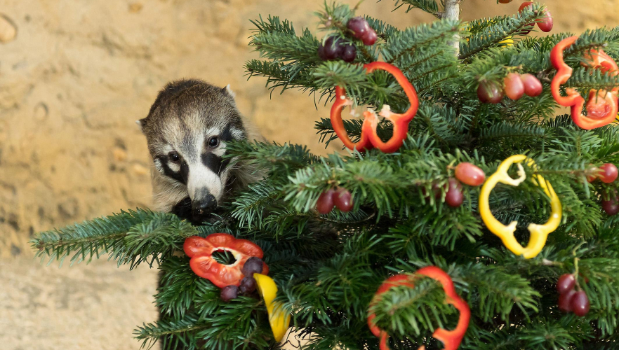 Christbaum zum Anbeißen für Nasenbären
