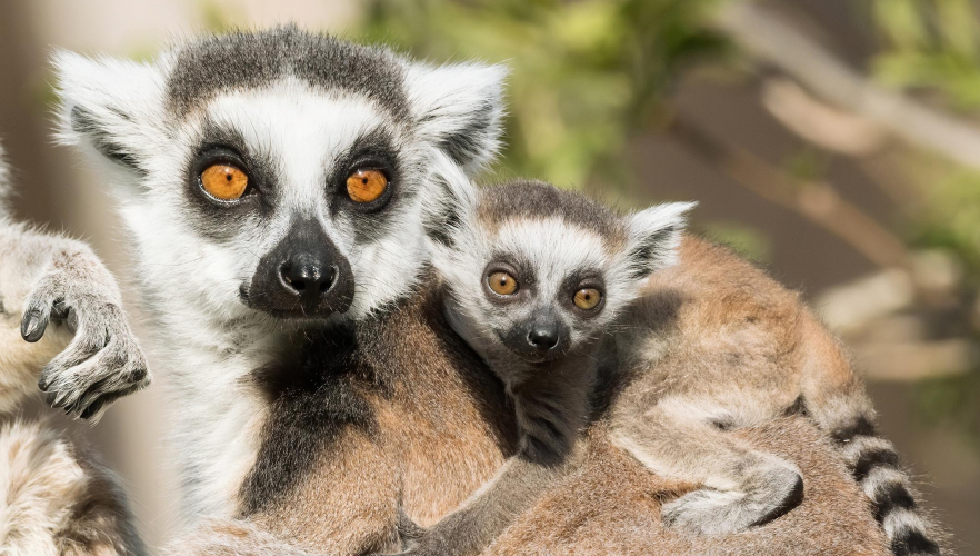 Katta-Jungtier im Tiergarten Schönbrunn geboren