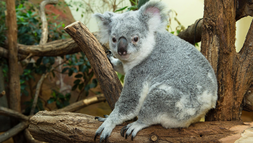 Koala Weibchen Mirra Li entschlafen