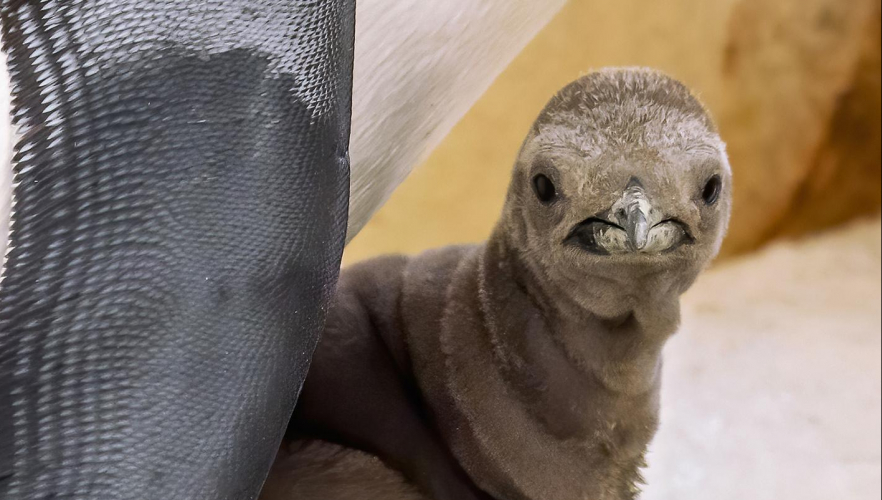Pinguin-Küken lockt in den Tiergarten