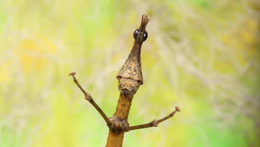 Heuschrecke mit Schmollmund und Glubschaugen