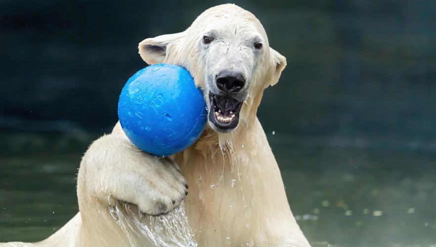 Ab 8. Februar hat der Tiergarten Schönbrunn wieder geöffnet