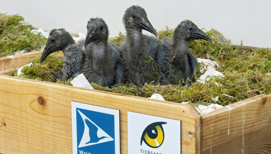 Füttern, wiegen, kuscheln: Waldrapp-Ziehmütter im Dauereinsatz