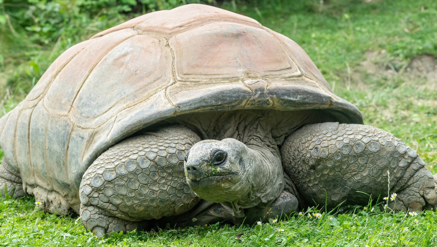 Ältester Bewohner des Tiergartens ist nicht mehr