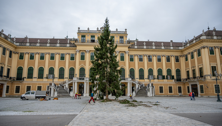 Bergfichte als Symbol des Friedens in Schönbrunn eingetroffen