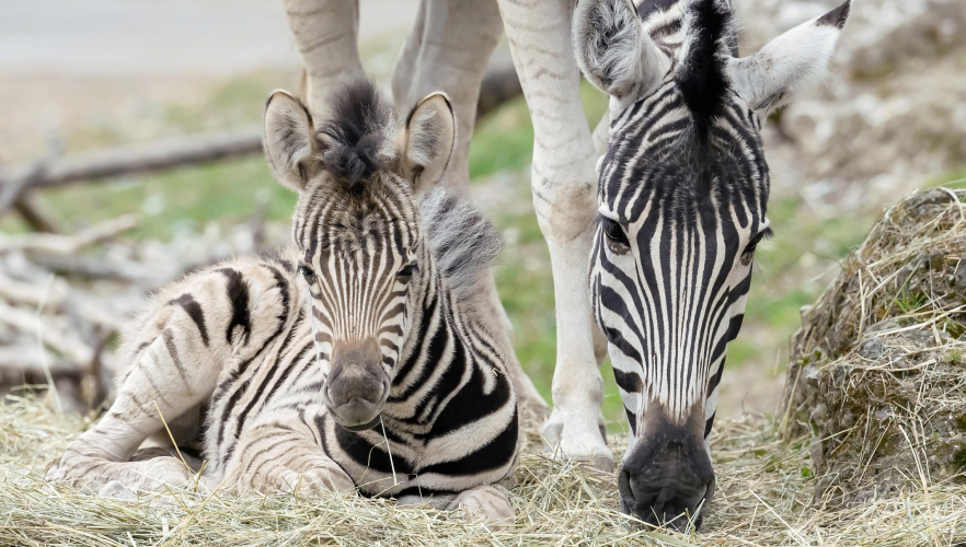 Zebrafohlen zur Wiedereröffnung des Tiergarten Schönbrunn