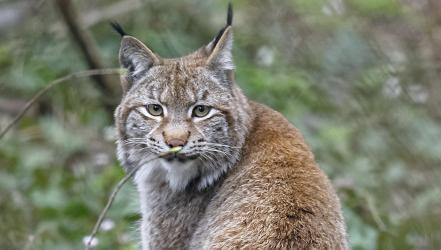 Luchs-Pärchen eingetroffen