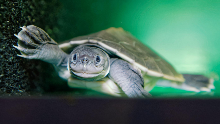 TV-Premiere: Wie der Tiergarten Schönbrunn Schildkröten rettet