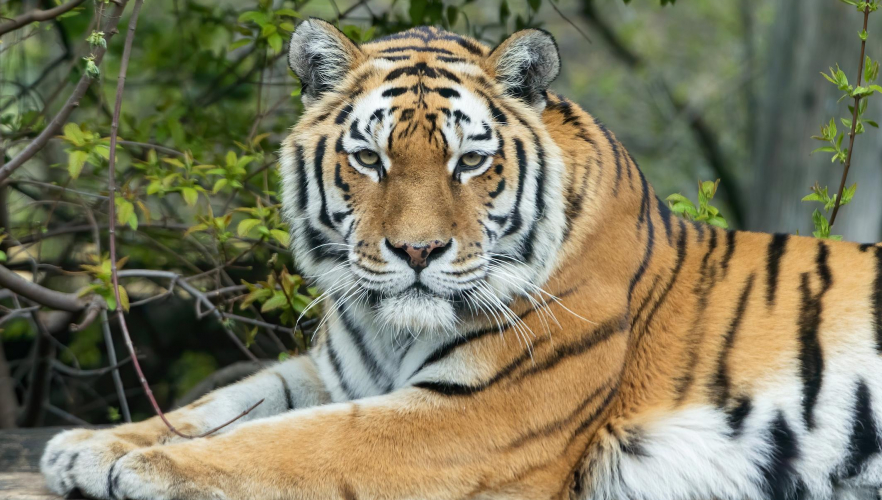 So meistert der Tiergarten Schönbrunn die Corona-Krise