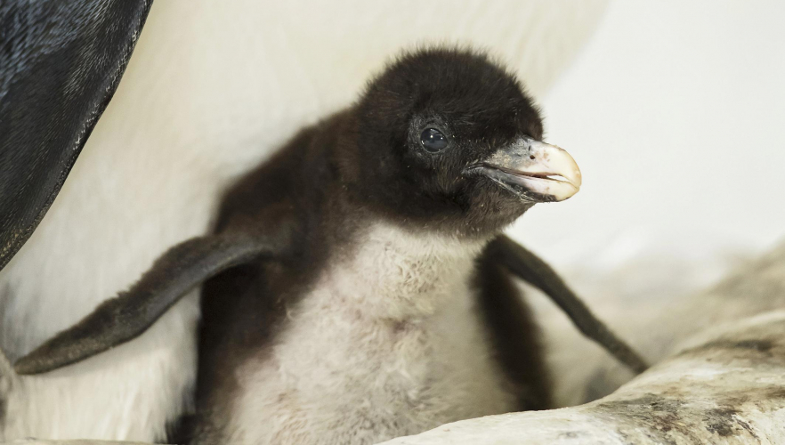 Felsenpinguine haben Nachwuchs!