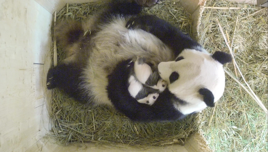 Pandazwillinge sind Bub und Mädchen