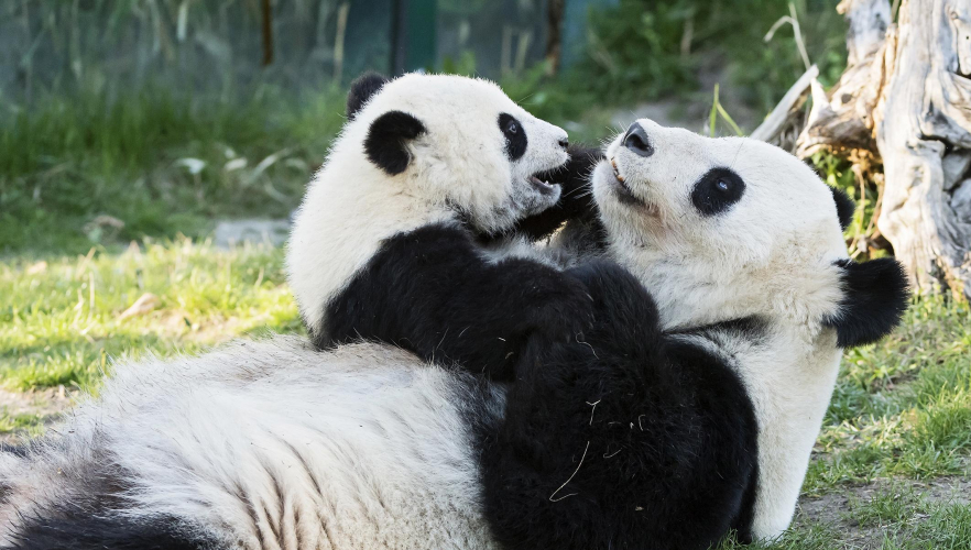 Neues Kinderbuch über Pandas