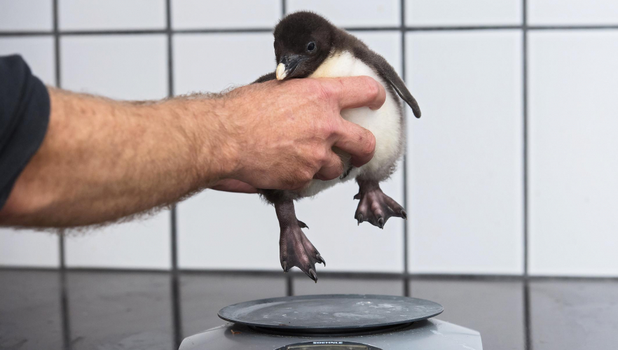 Sechs Felsenpinguin-Küken