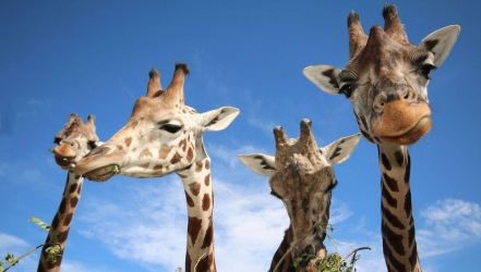 Schönbrunn erneut bester Zoo Europas!