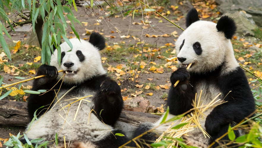 Nun auch wissenschaftlich bestätigt: Pandabärin Yang Yang ist eine Super-Mama