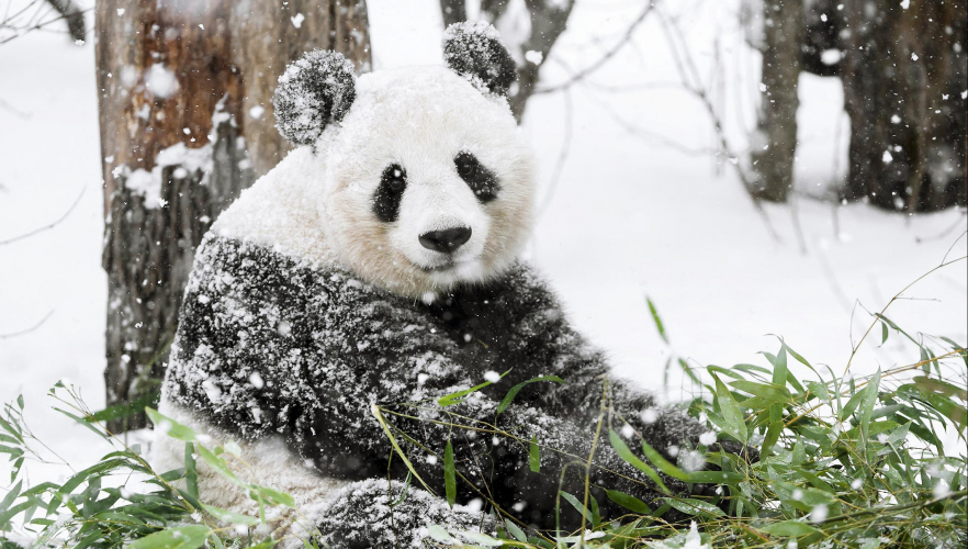 Schönbrunner Panda-Bildband ist da!
