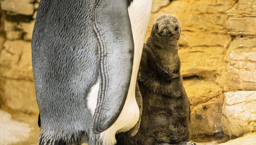 Tiergarten Schönbrunn freut sich über Königspinguin-Küken