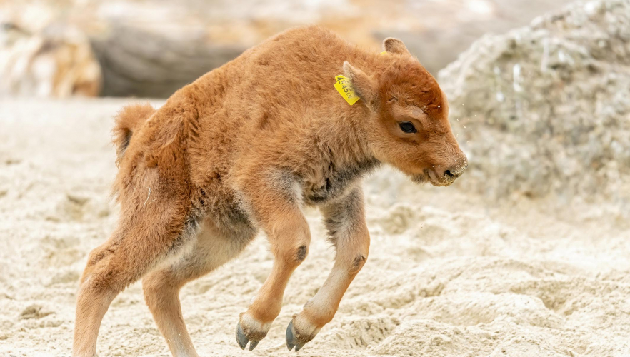 Bison-Nachwuchs im Tiergarten Schönbrunn