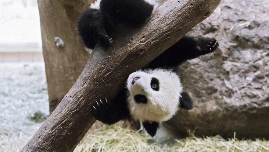 Panda-Zwillinge sind ein halbes Jahr alt!