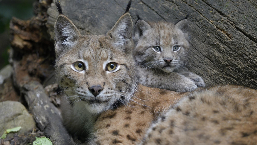 Luchs-Jungtier im Tiergarten Schönbrunn geboren