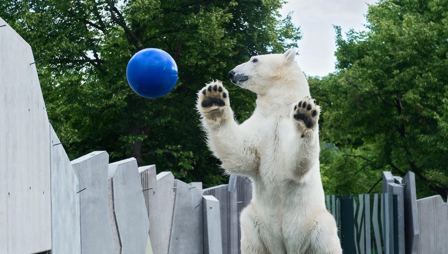 Ballfieber auch im Tiergarten