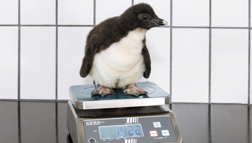 Ein Kindergarten voller Felsenpinguin-Küken