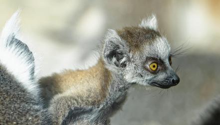 Nachwuchs bei den Kattas
