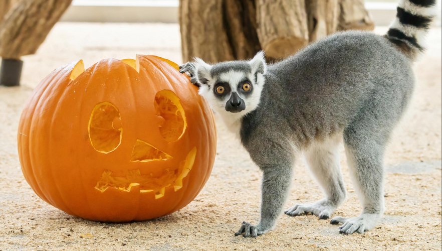 Kattas und Pandas feiern Halloween