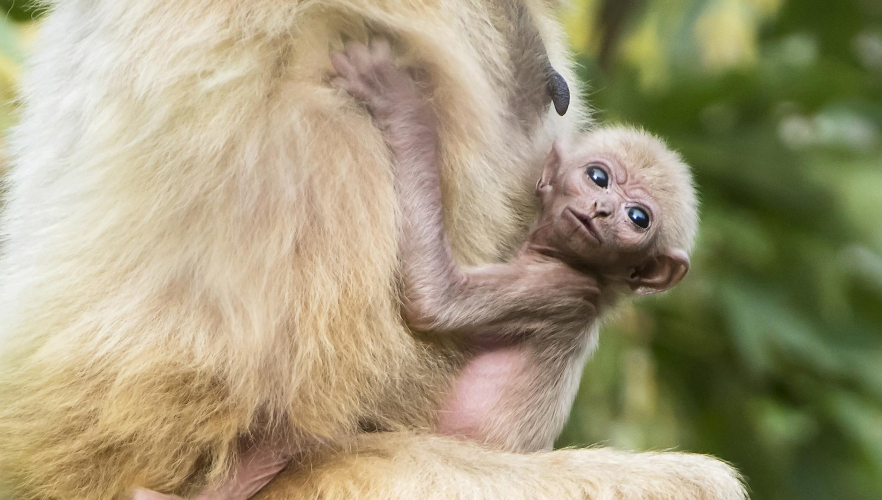 Gibbon in Schönbrunn geboren