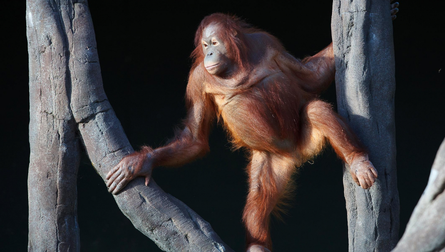 Orang-Utan-Weibchen Sari ist eingezogen!
