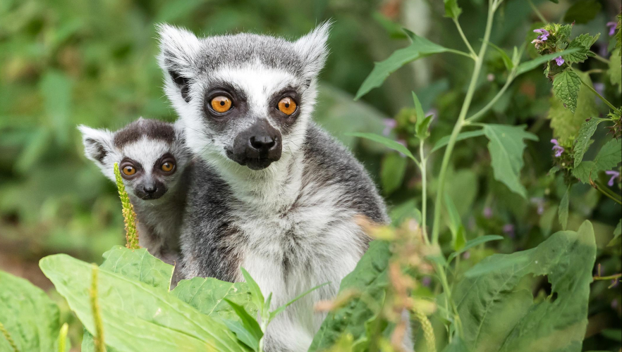 Katta-Jungtier im Tiergarten Schönbrunn geboren