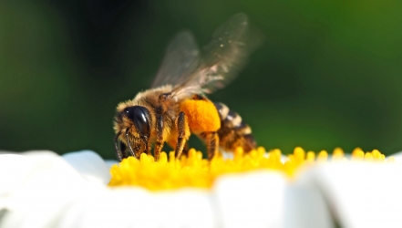 e-Learning zum Thema „Bienen“