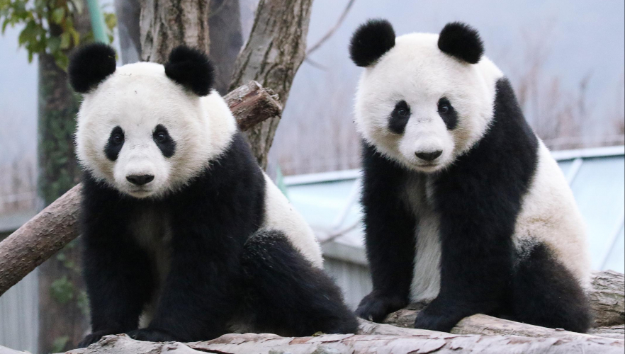 Neues von den Panda-Zwillingen aus China