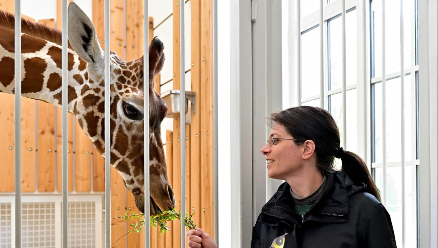 Neuer Giraffenbulle ist da!